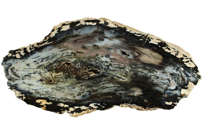 Beautiful, Hubbard Basin Petrified Wood Slab - Nevada #222138